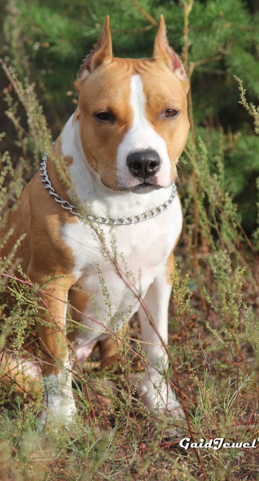 GaidJewel's Afina