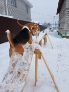 ЗООГОСТИНИЦА КОЛИБРИ (домашняя передержка)