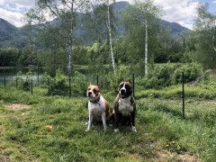 Поездка в Италию (Amstaff's Masters 2019)