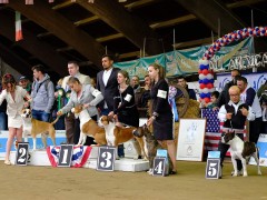 Поездка в Италию (Amstaff's Masters 2019)