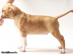 GaidJewel's Bruce Lee