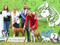 23 Национальный Чемпионат Амстаффов 2019г.