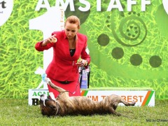 23 Национальный Чемпионат Амстаффов 2019г.