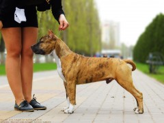 Детки от GaidJewel's Be Like Paco (Пако)