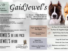 Детки от GaidJewel's Be Like Paco (Пако)