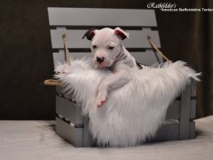 Детки от GaidJewel's Be Like Paco (Пако)