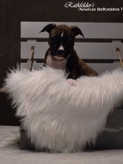 Детки от GaidJewel's Be Like Paco (Пако)