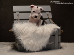 Детки от GaidJewel's Be Like Paco (Пако)