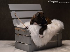 Детки от GaidJewel's Be Like Paco (Пако)