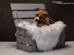 Детки от GaidJewel's Be Like Paco (Пако)