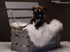 Детки от GaidJewel's Be Like Paco (Пако)