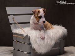 Детки от GaidJewel's Be Like Paco (Пако)