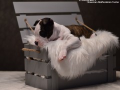 Детки от GaidJewel's Be Like Paco (Пако)