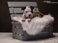 Детки от GaidJewel's Be Like Paco (Пако)