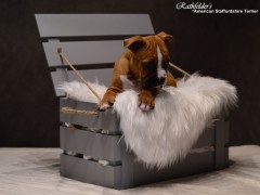 Детки от GaidJewel's Be Like Paco (Пако)