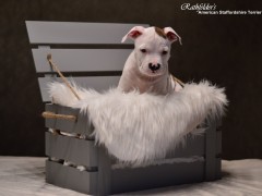 Детки от GaidJewel's Be Like Paco (Пако)