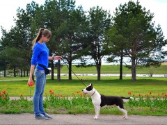 Выставки (хендлинг)