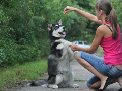 Выставки (хендлинг)
