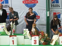 Национальный Чемпионат Амстаффов 2012