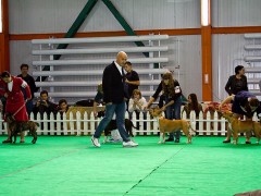 Национальный Чемпионат Амстаффов 2012