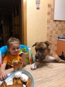 Амстаффы GaidJewel's и Дети