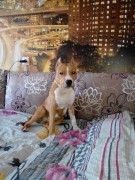 GaidJewel's Alan (Аркан)
