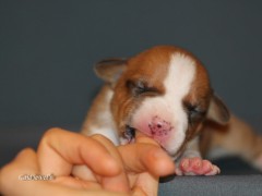GaidJewel's Afina (Афина)