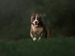 GaidJewel's Be Like Paco (Пако)