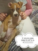 GaidJewel's Josseline (Лина)