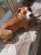 GaidJewel's Josseline (Лина)