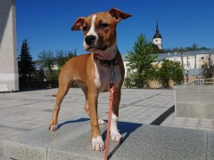 GaidJewel's Josseline (Лина)