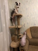 GaidJewel's Dancing Panda