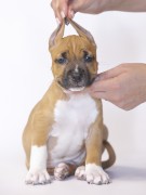 Щенки